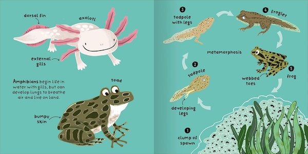 Animals (Big Words for Little Experts)