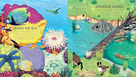 Look Inside Animal Homes