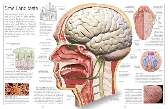 Human Body (Eyewitness)